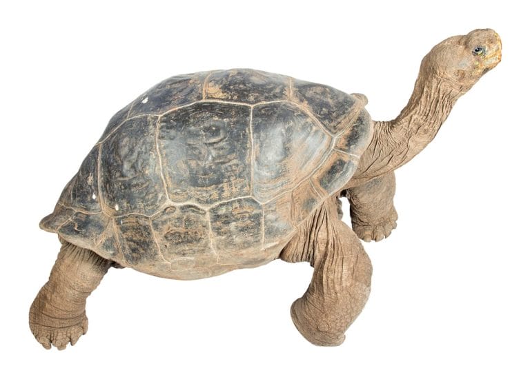 Chelonoidis becki (Volcán Wolf Giant Tortoise)