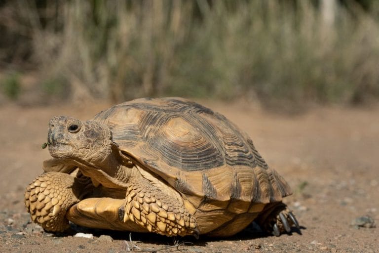 Chelonoidis chilensis (Chaco Tortoise)