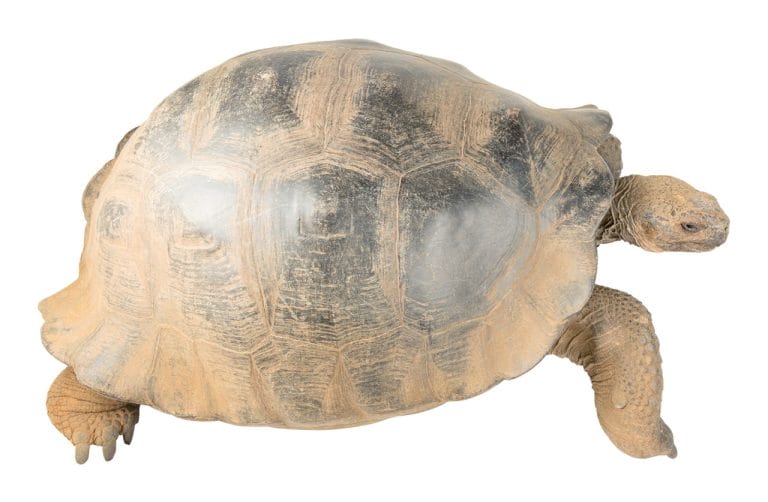 Chelonoidis darwini (Santiago Island Tortoise)