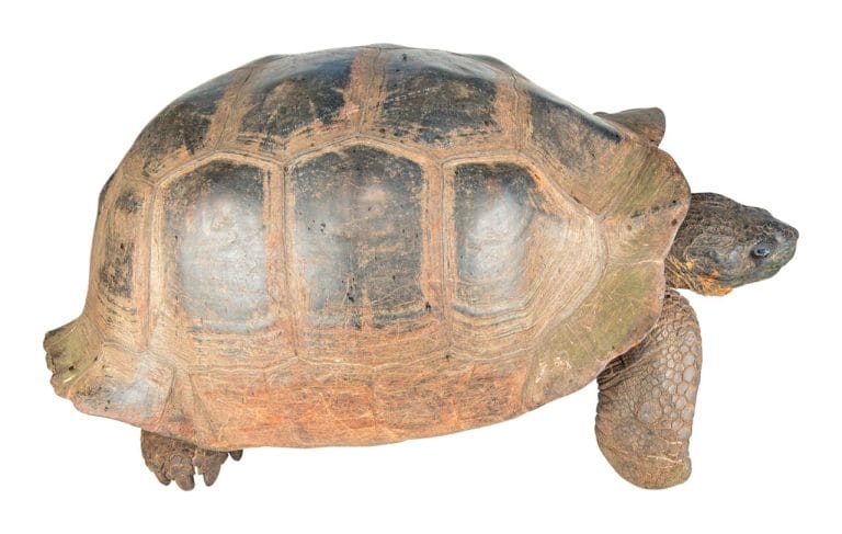Chelonoidis microphyes (Volcán Darwin giant tortoise)