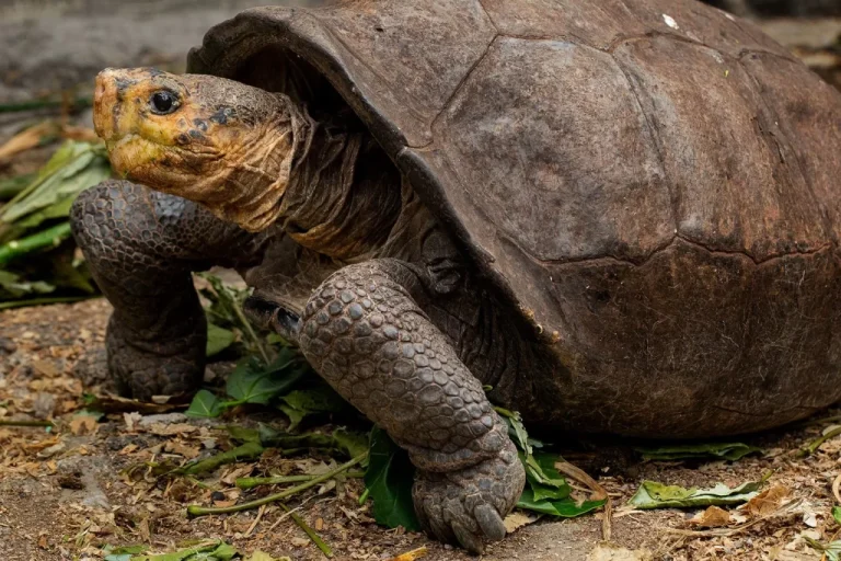 Chelonoidis phantasticus (Fernandina Giant Tortoise)