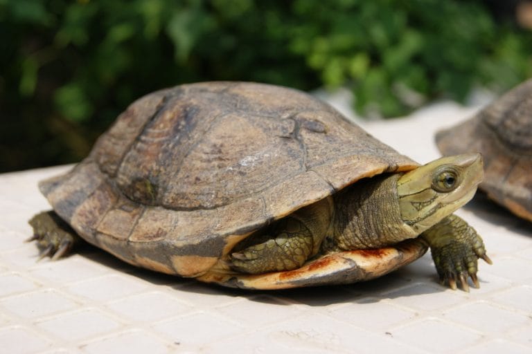 Cuora pani (Pan’s Box Turtle)