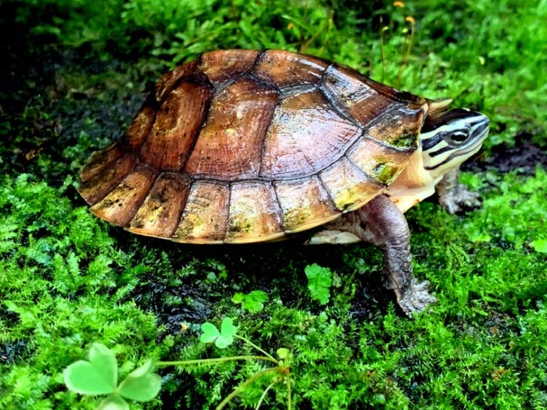 Cuora philippinensis (Philippine Box Turtle)