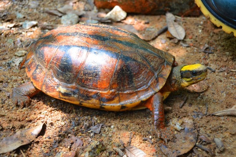 Cuora trifasciata (Chinese three-banded box turtle)