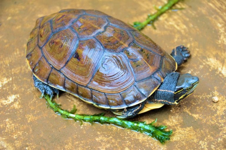 Cuora yunnanensis (Yunnan Box Turtle)