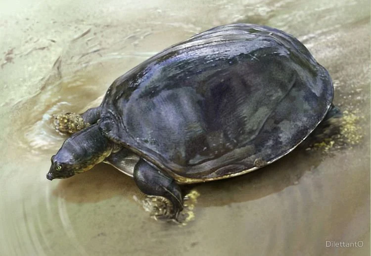 Cyclanorbis senegalensis (Senegal Flapshell Turtle)