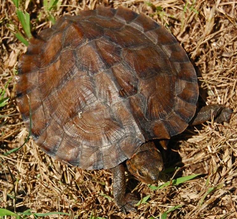 Cyclemys dentata (Asian leaf turtle)