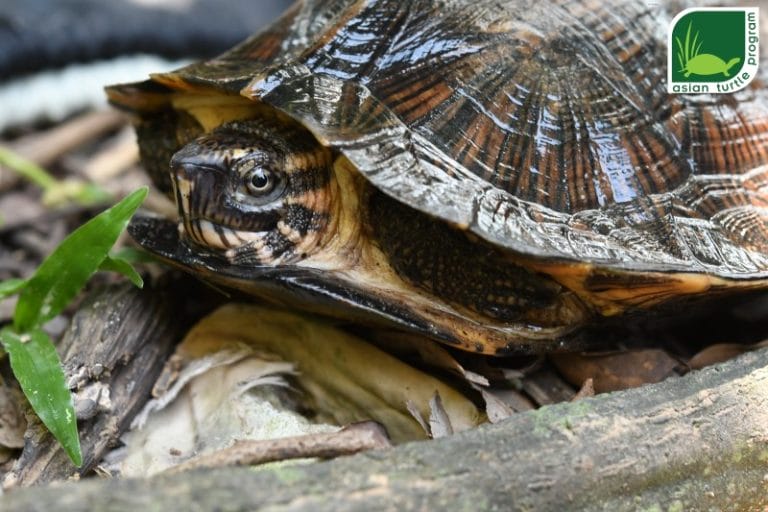 Cyclemys atripons (Western black-bridged leaf turtle)
