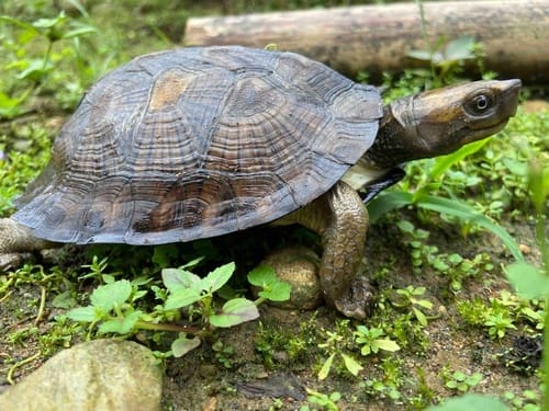 Cyclemys fusca (Myanmar brown leaf turtle)