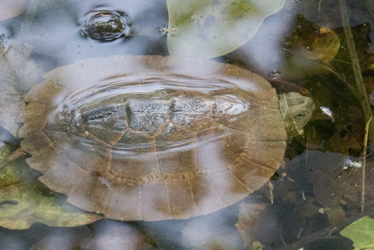 Cyclemys gemeli (Assam leaf turtle)