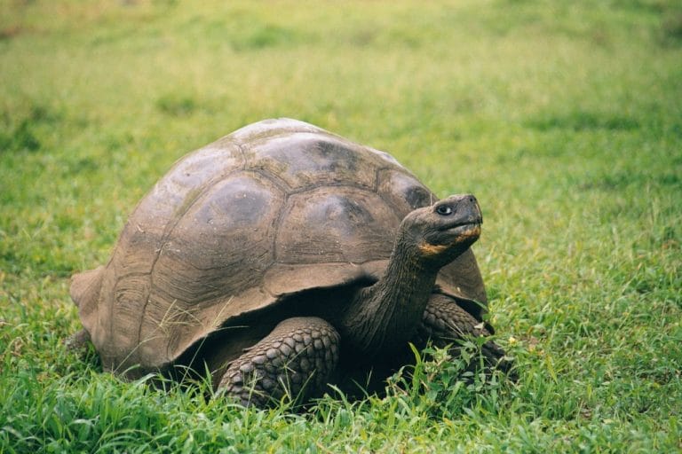Chelonoidis porteri (Western Santa Cruz Tortoise)