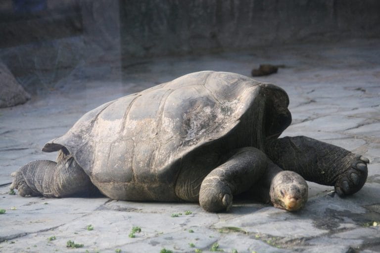 Chelonoidis duncanensis (Pinzón Island Tortoise)