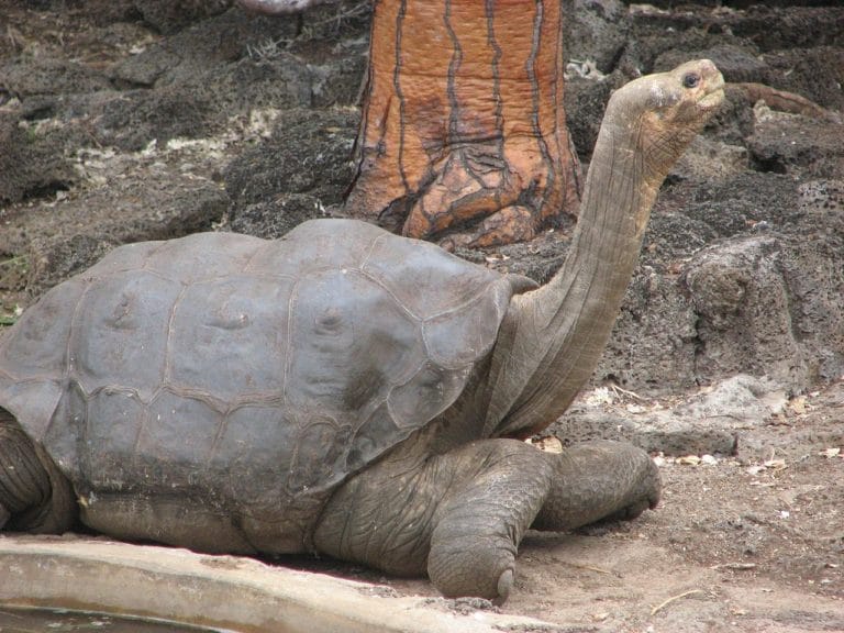 Chelonoidis abingdonii (Pinta Island Tortoise)