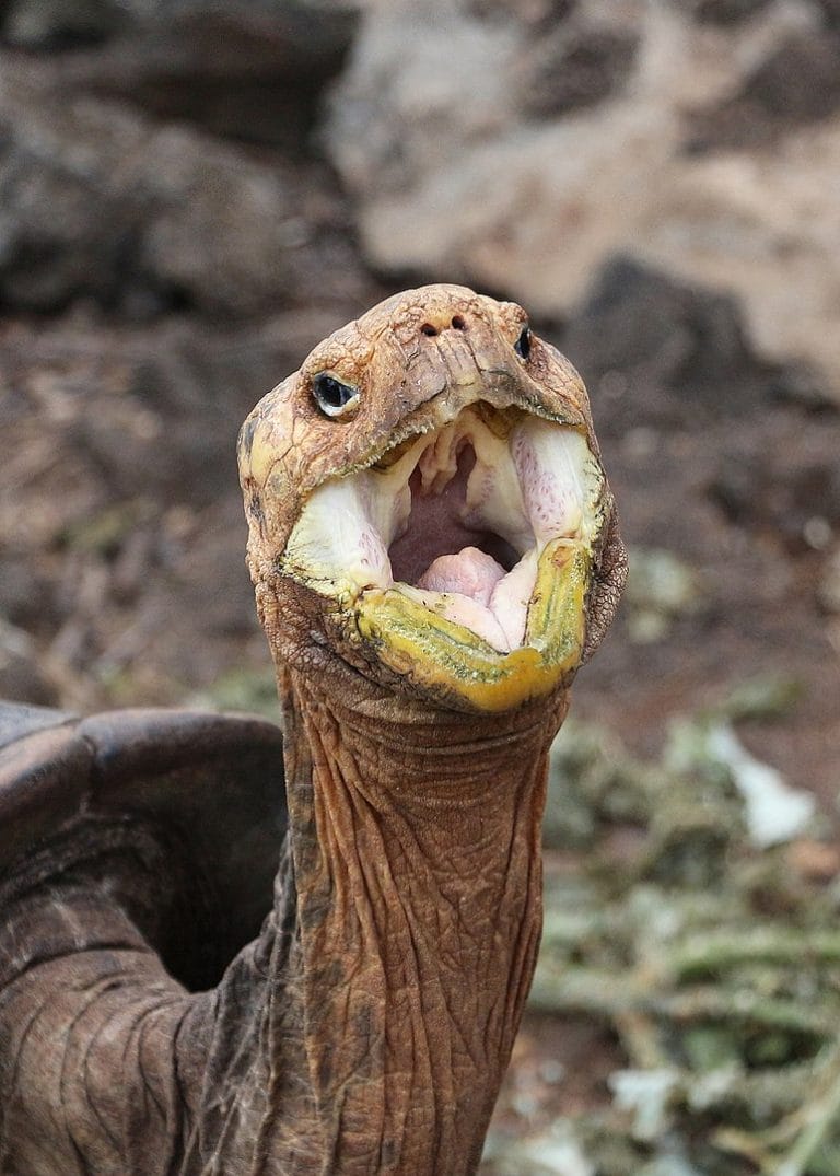 Chelonoidis vicina (Isabela Island Giant Tortoise)
