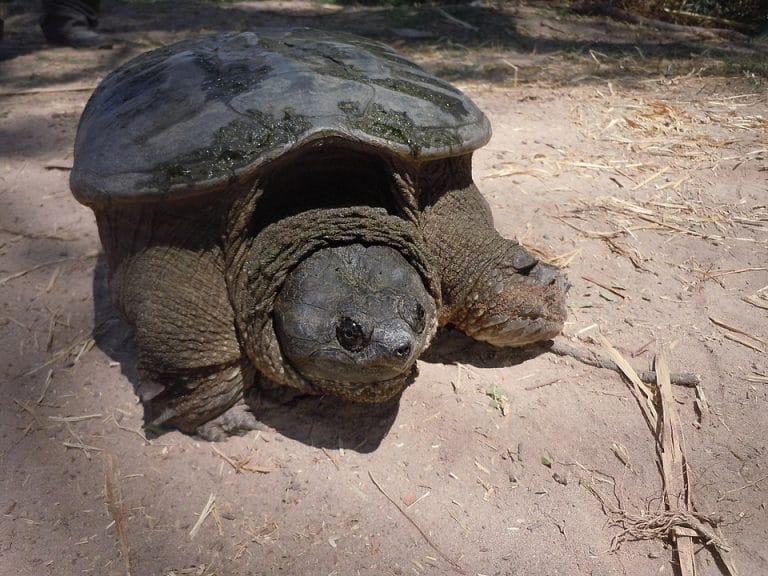 Chelydra rossignonii (Central American Snapping Turtle)