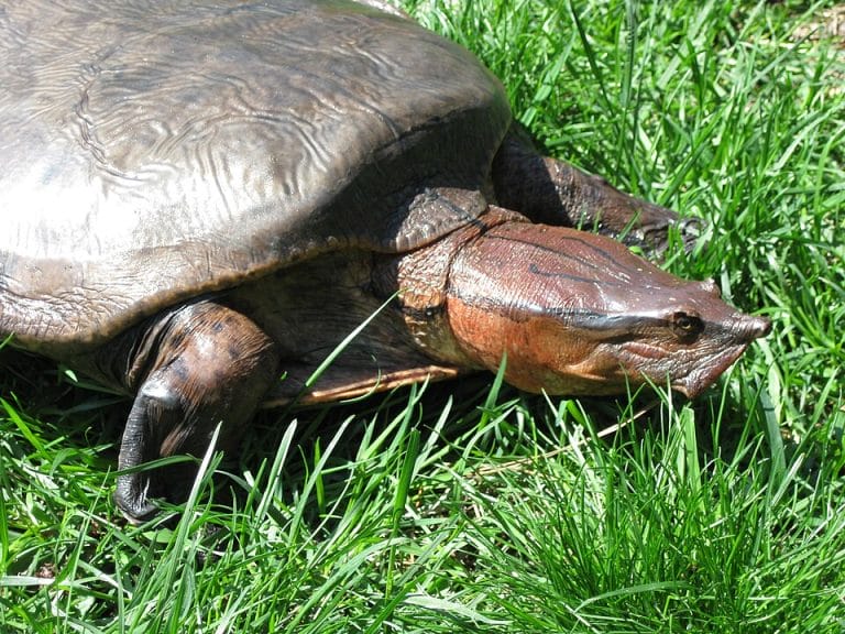 Cycloderma aubryi (Aubry’s flapshell turtle)