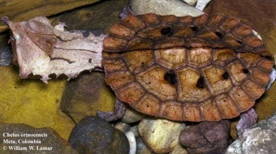 Chelus orinocensis (Orinoco Mata Mata)