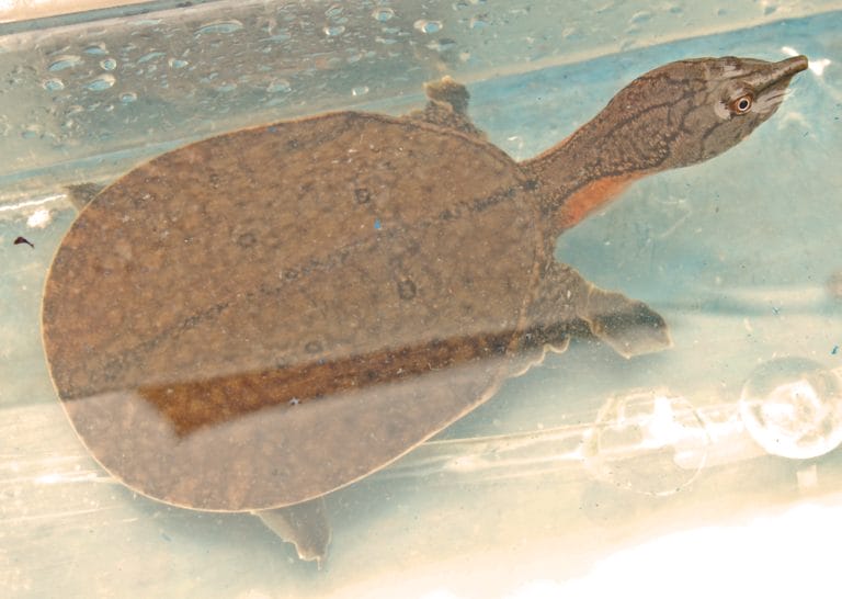 Dogania subplana (Malayan softshell turtle)