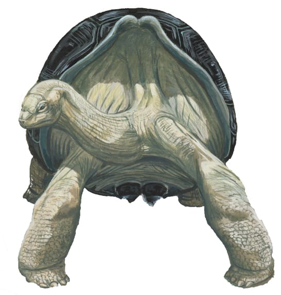 Cylindraspis triserrata (Domed Mauritius Giant Tortoise)
