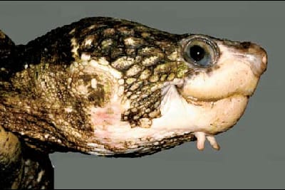 Elseya albagula (White-throated Snapping Turtle)
