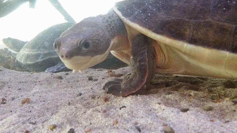 Elseya branderhorsti (Branderhorst’s Snapping Turtle)