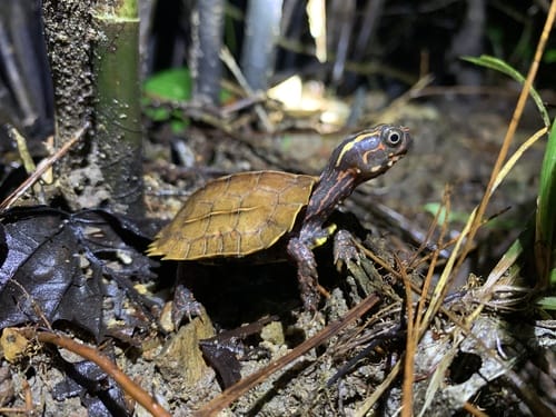 Elseya caelatus (Australasian snapping turtle)