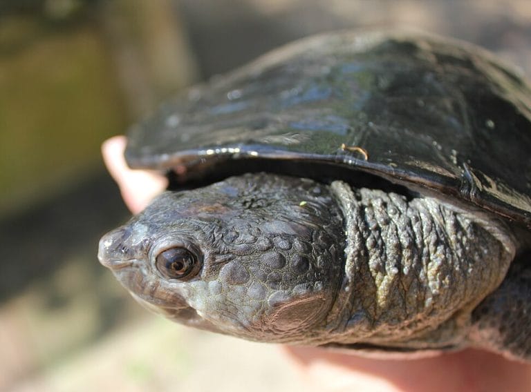 Elseya dentata (Northern Snapping Turtle)