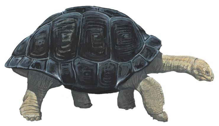 Cylindraspis inepta (Saddle-backed Mauritius Giant Tortoise)