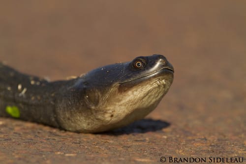 Elseya kalumburu (Kalumburu Snapping Turtle)