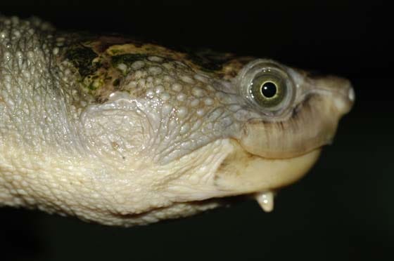 Elseya schultzei (Schultze’s Snapping Turtle)