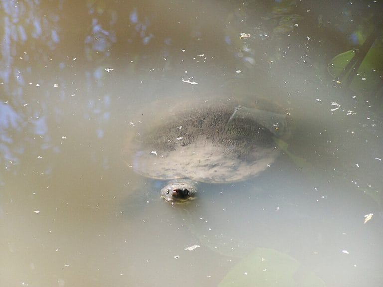 Elusor macrurus (Mary River Turtle)