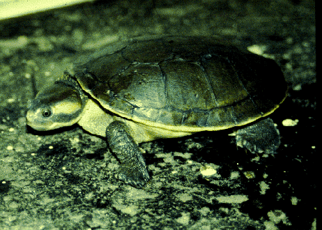 Emydura australis (Northern red-faced turtle)
