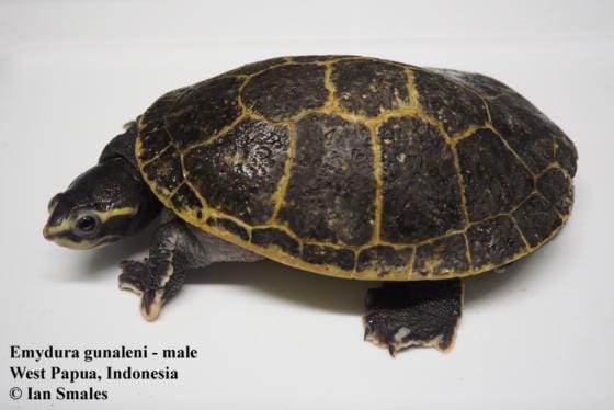 Emydura gunaleni (Australasian short-necked turtle)