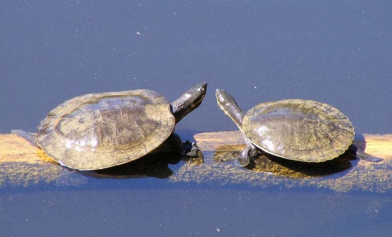Emydura macquarii (Murray River Turtle)
