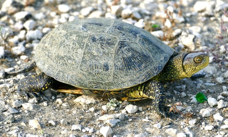 Emys orbicularis (European Pond Turtle)