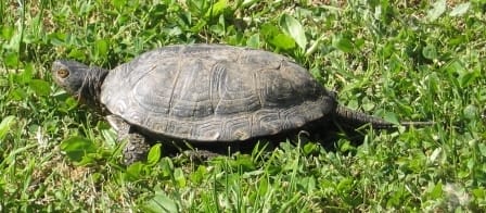 Emys trinacris (Sicilian Pond Turtle)