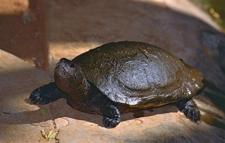 Erymnochelys madagascariensis (Madagascan Big-headed Turtle)