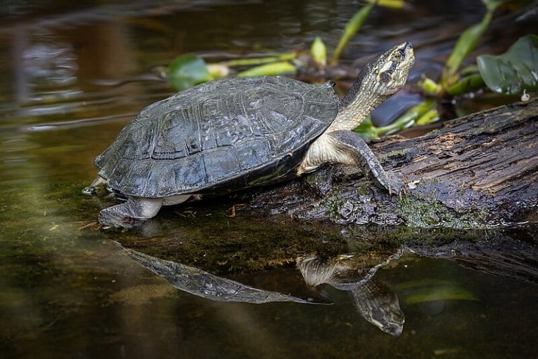 Heosemys annandalii (yellow-headed temple turtle)