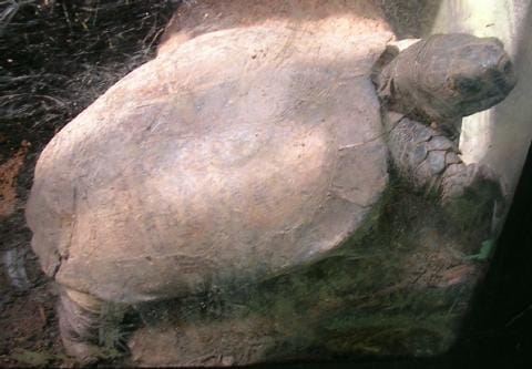 Heosemys depressa (Arakan Forest Turtle)