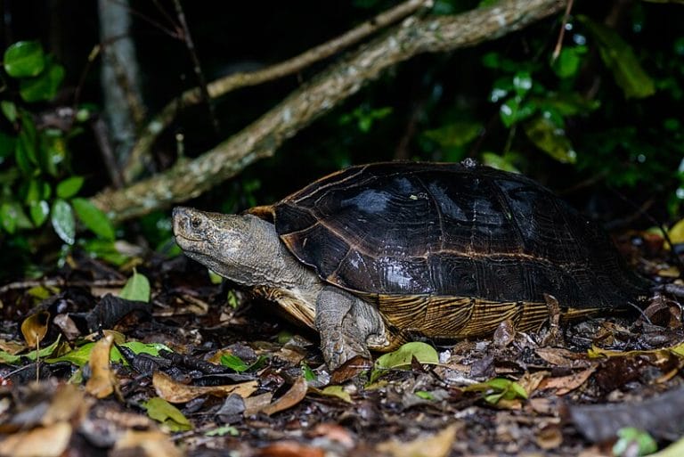 Heosemys grandis (Giant Asian Pond Turtle)