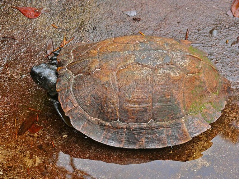 Heosemys spinosa (Spiny Turtle)