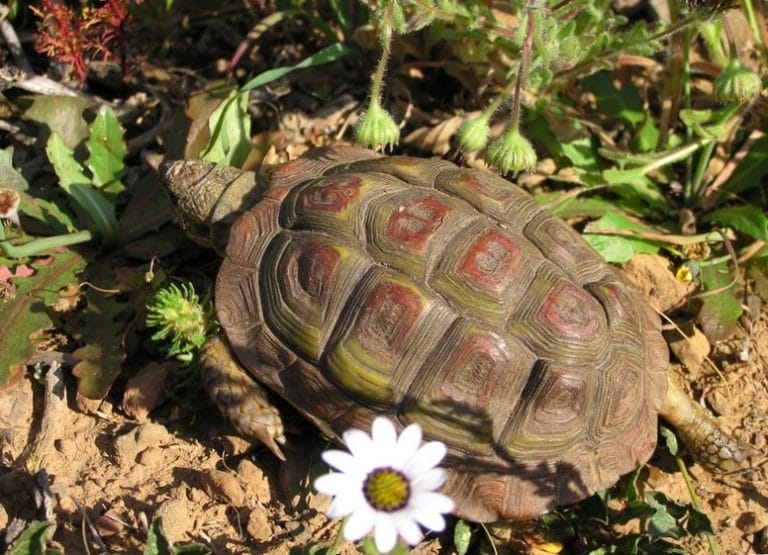Homopus areolatus (Parrot-beaked Tortoise)