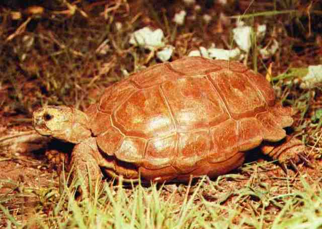 Homopus femoralis (Greater Padloper)