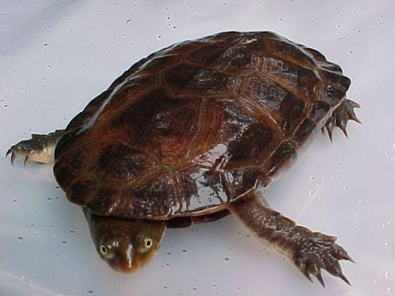 Hydromedusa maximiliani (Brazilian snake-necked turtle)