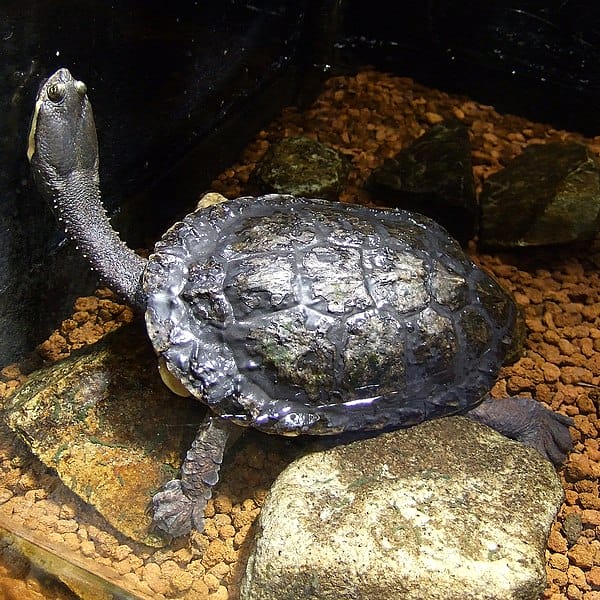 Hydromedusa tectifera (Argentine Snake-necked Turtle)