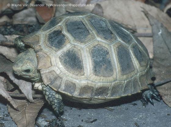 Indotestudo forstenii (Forsten’s Tortoise)