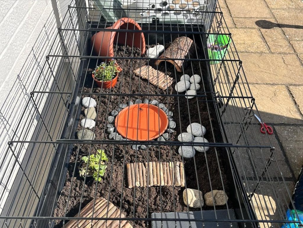 portable cage-style outdoor tortoise pen with enrichment and water dish