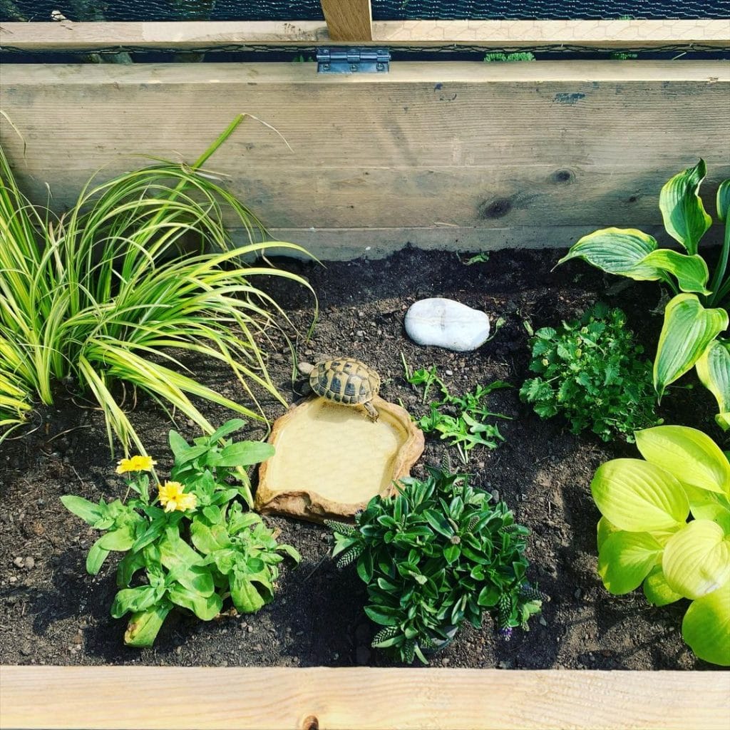 small botanical tortoise enclosure with edible plants and natural water dish