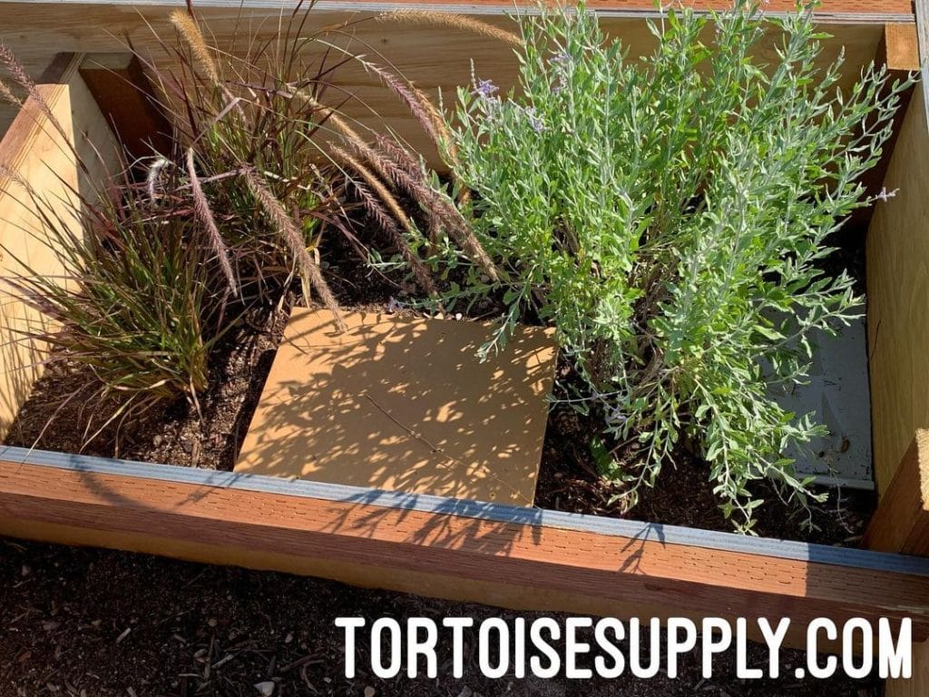 plant-filled outdoor tortoise enclosure for grazing and shade