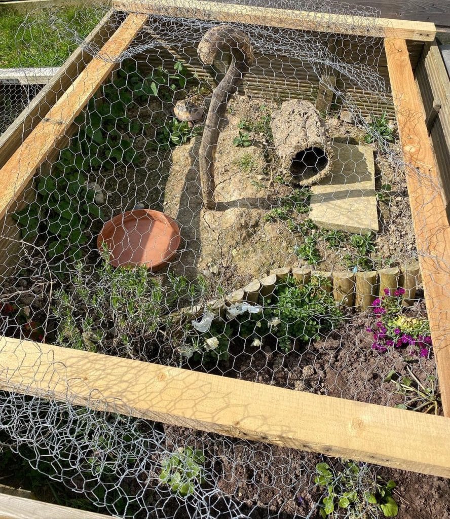 DIY rustic garden-style tortoise pen with chicken wire cover